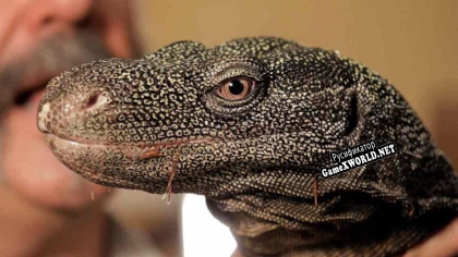 Русификатор для Crazy Lizards
