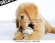 Русификатор для dog time 7 7 emit god