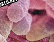 Русификатор для GERM PARTY