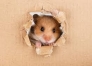 Русификатор для Jetpack Hamster
