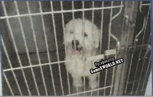 Русификатор для Lost Dog