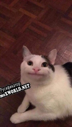 Русификатор для mess around with beluga cat