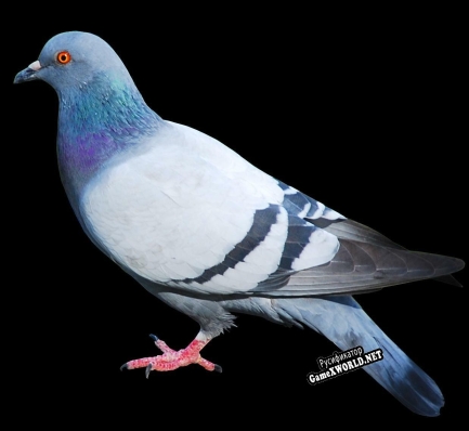 Русификатор для MUSICAL PIGEONS