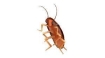 Русификатор для Roach Killer (itch)