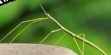 Русификатор для Stick Bug Testing