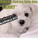 Русификатор для Where is my dog, Banny
