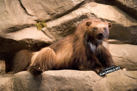 Русификатор для Wolverine Training Simulator 7